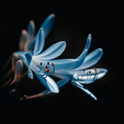 Indah Permata avatar
